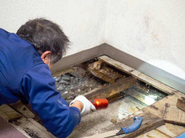 Best Best Mold Removal Companies  in Lolo, MT
