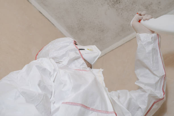Best Commercial Mold Removal  in Lolo, MT