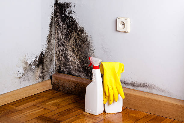 Best Fast Mold Removal  in Lolo, MT