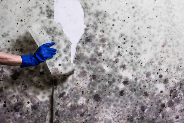 Best Office Mold Removal Services  in Lolo, MT