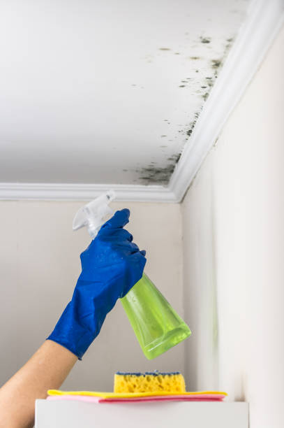 Best Attic Mold Removal  in Lolo, MT